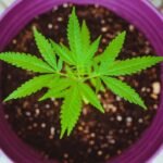 Cannabis_Industry